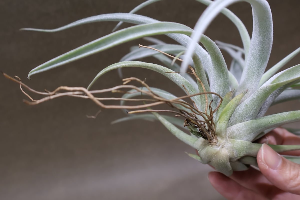 ベアコレアーレ × ハリシー 02号 | air-plants TENGU-DO