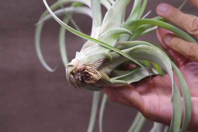 カピタータシルバーローズ × キセログラフィカ 01号 | air-plants TENGU-DO