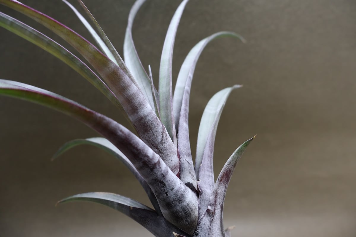 Tillandsia ヒルタ x+y)! (@tillandsia125) / X
