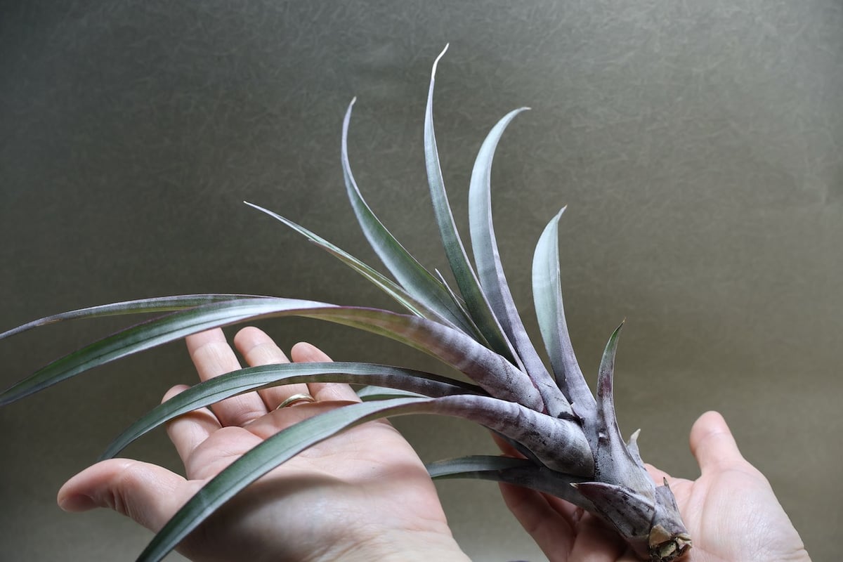 ヒルタ Tillandsia TX057-2__88512.1485382084.500.