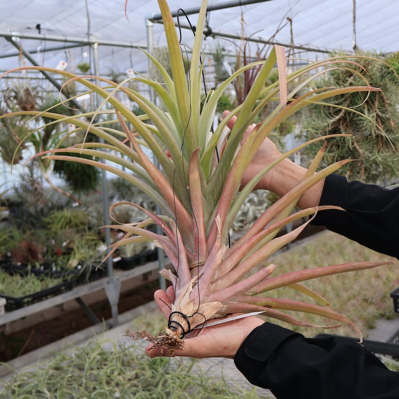 大株　ティランジア　ロドセファラ　チランジア　エアープランツ Amazon｜(現品) チランジア ロゼイフローラ (No.22102) (エアー