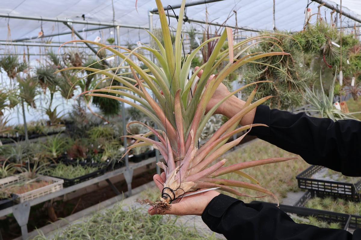 ロドセファラ 01号 | air-plants TENGU-DO