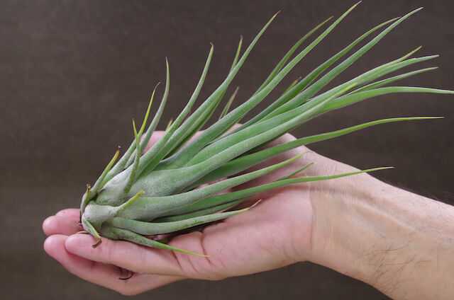 セレリアナ ミニパープル × ストレプトフィラ 01号 | air-plants