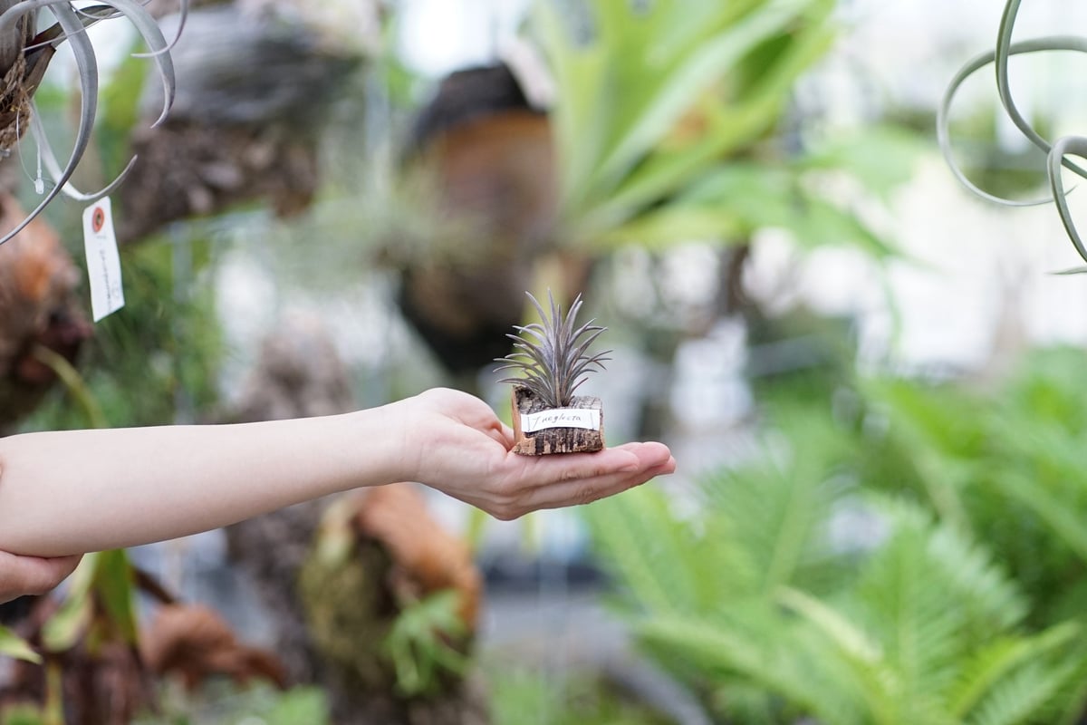 スタッフ特選】ネグレクタ コルク着生 | air-plants TENGU-DO
