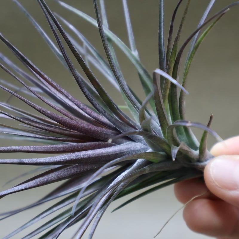 モンタナ ブラック 08号 | air-plants TENGU-DO モンタナ ブラック 08号 | air-plants TENGU-DO