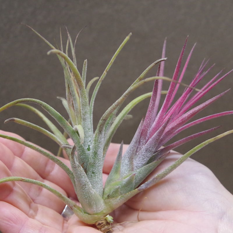 【まぁ様確認用】　イオナンタ ストリクタ シーディアナ × イオナンタストリクタ 08号 | air-plants TENGU-DO