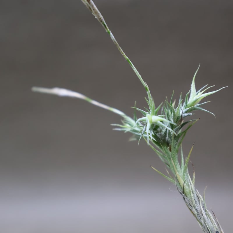 トリコレピス 22号 | air-plants TENGU-DO