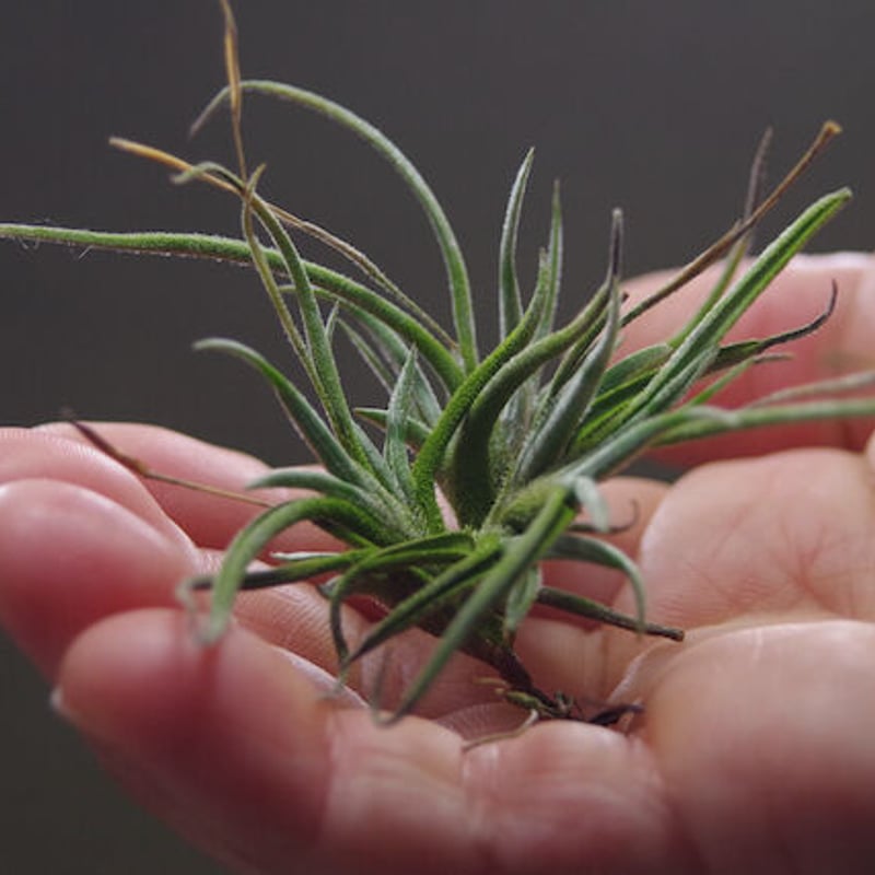 バンデンシス | air-plants TENGU-DO