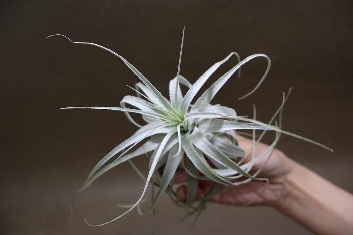 チャペウエンシス 07号 | air-plants TENGU-DO