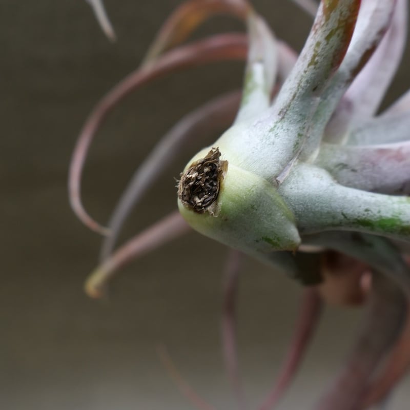 ココナッツグローブ（ チアペンシス × カピタータレッド ) 15号 | air