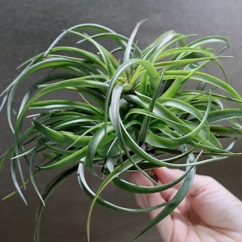 超希少❗️チランジア　ブラキカウロス　タイフーン✨ エアープランツ天狗堂の風雲児【ティランジア・ブラキカウロス