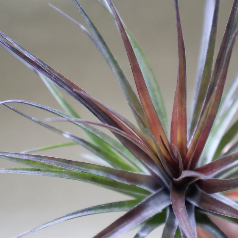 モンタナ ブラック 08号 | air-plants TENGU-DO モンタナ ブラック 08号 | air-plants TENGU-DO