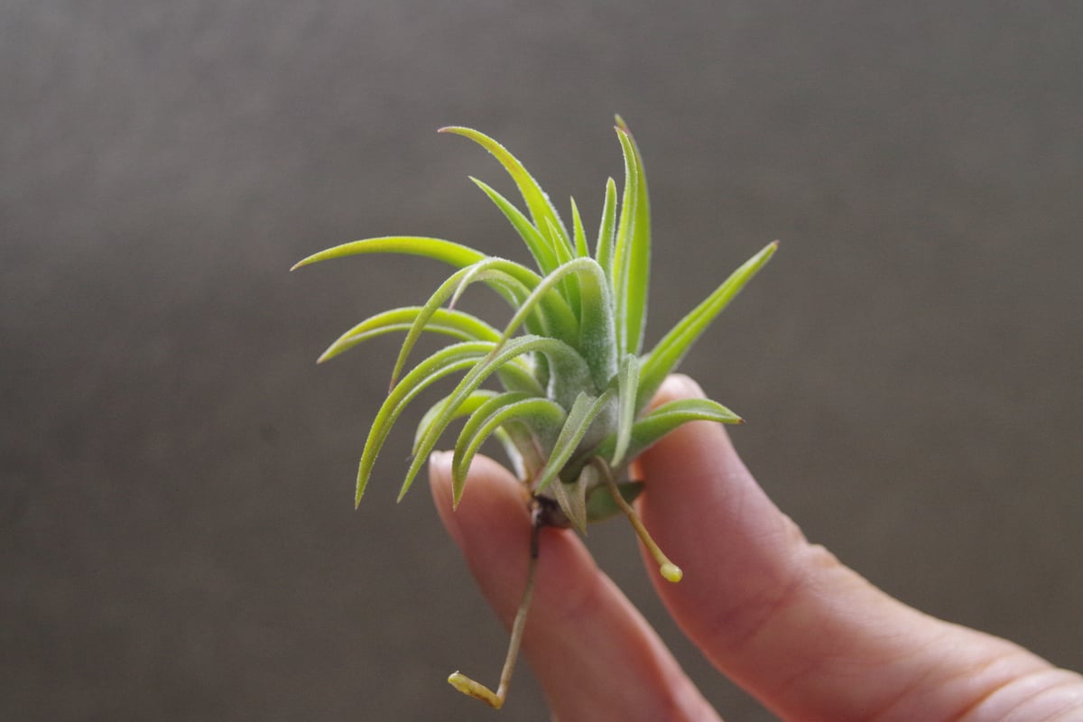 マヤンベース （ イオナンタ選抜種）Sサイズ11号 | air-plants TENGU-DO
