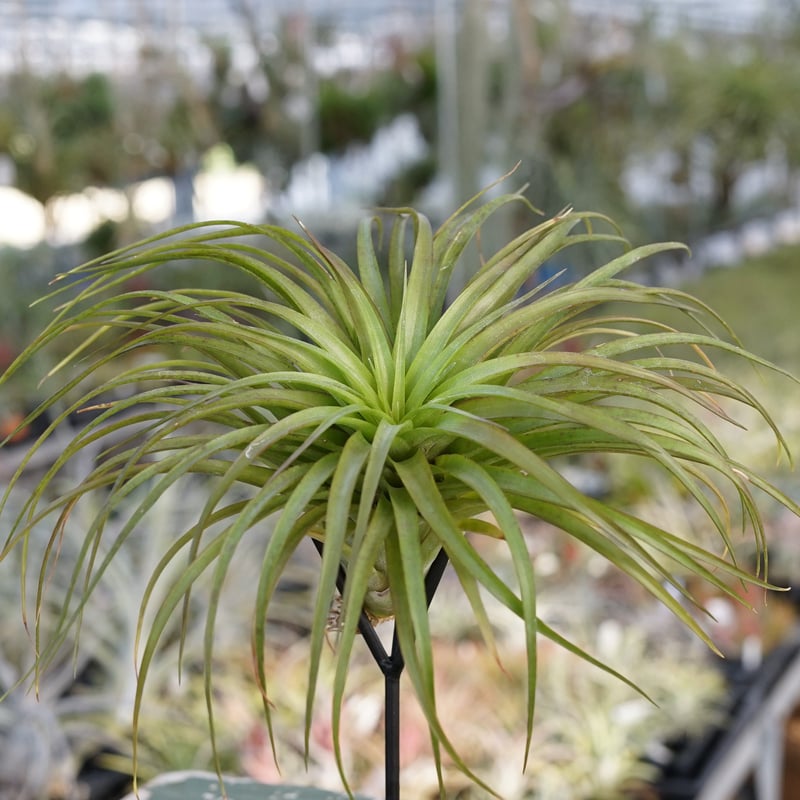 スタッフ特選】ブラキカウロス・シュプリーム A号 | air-plants TENGU-DO