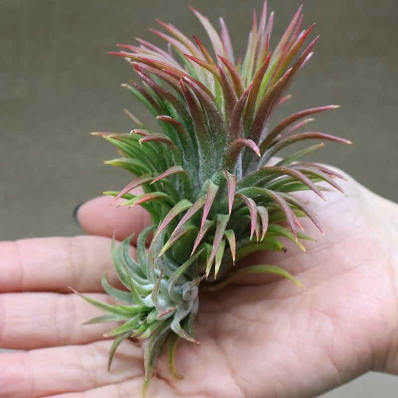 チランジア ベアコレアーレ × イオナンタウアメルラ チランジア ベアコレア × イオナンタ ウアメルラ Tillandsia BC