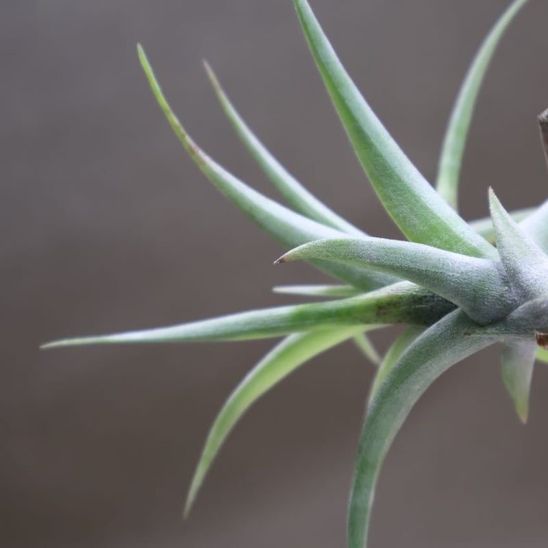 フレクスオーサ ヴィヴィパラ S size | air-plants TENGU-DO