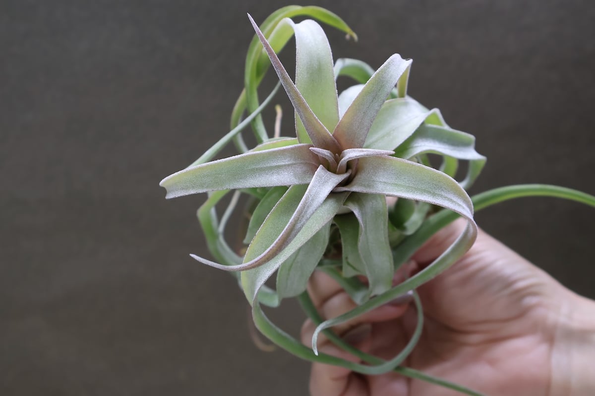 ストレプトフィラ ロングリーフ 24号 | air-plants TENGU-DO