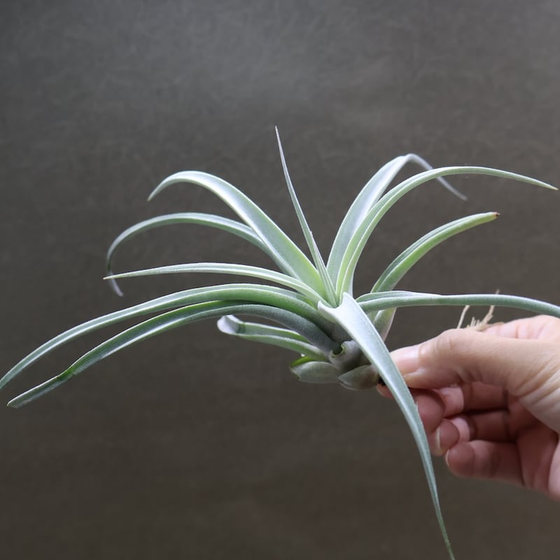 チランジア キセログラフィカ × ブラキカウロス チランジア・キセログラフィカ×ブラキカウロス Tillandsia