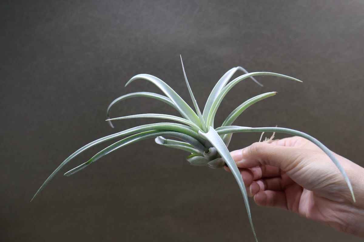 チランジア キセログラフィカ × チアペンシス キセログラフィカ × チアペンシス 09号 | air-plants TENGU-DO