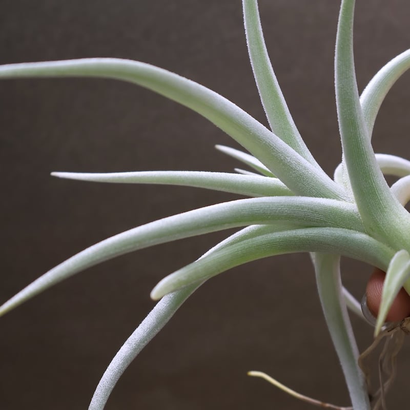 Tillandsia ロッテアエ 規格外の奇花種！ティランジア・ロッテアエ【Tillandsia lotteae