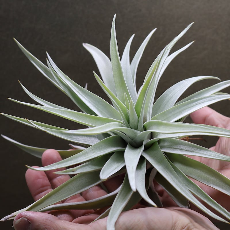 ハリシー × キセログラフィカ 01号 | air-plants TENGU-DO