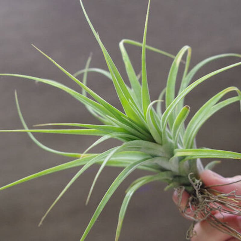 ローランドゴッセリニー × イオナンタギガンテ 03号 | air-plants TENGU-DO