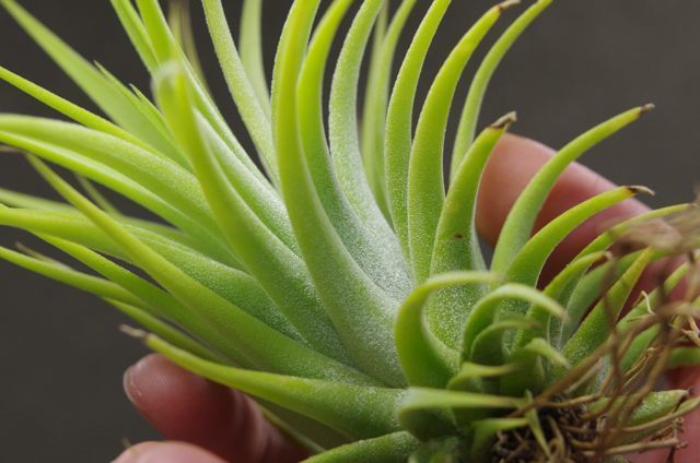 チランジア　イオナンタ　マキシマ　アルビノ　クランプ 楽天市場】チランジア イオナンタ 'マキシマ アルビノ' (エアー