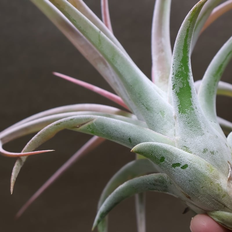 キセログラフィカ × イオナンタバンハイニンギー 05号 | air-plants