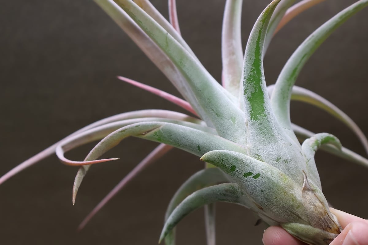 チランジア キセログラフィカ × イオナンタバンハイニンギー キセログラフィカ × イオナンタバンハイニンギー 05号 | air-plants