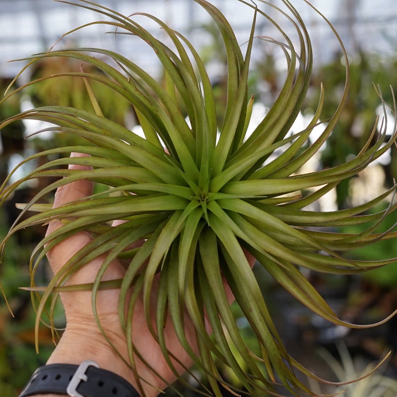 スタッフ特選】ブラキカウロス・シュプリーム B号 | air-plants TENGU-DO