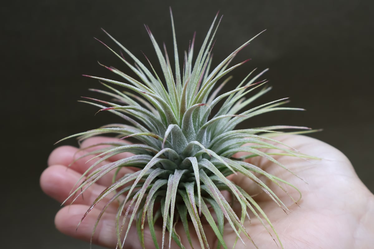 イオナンタ スノーボール 02号 | air-plants TENGU-DO