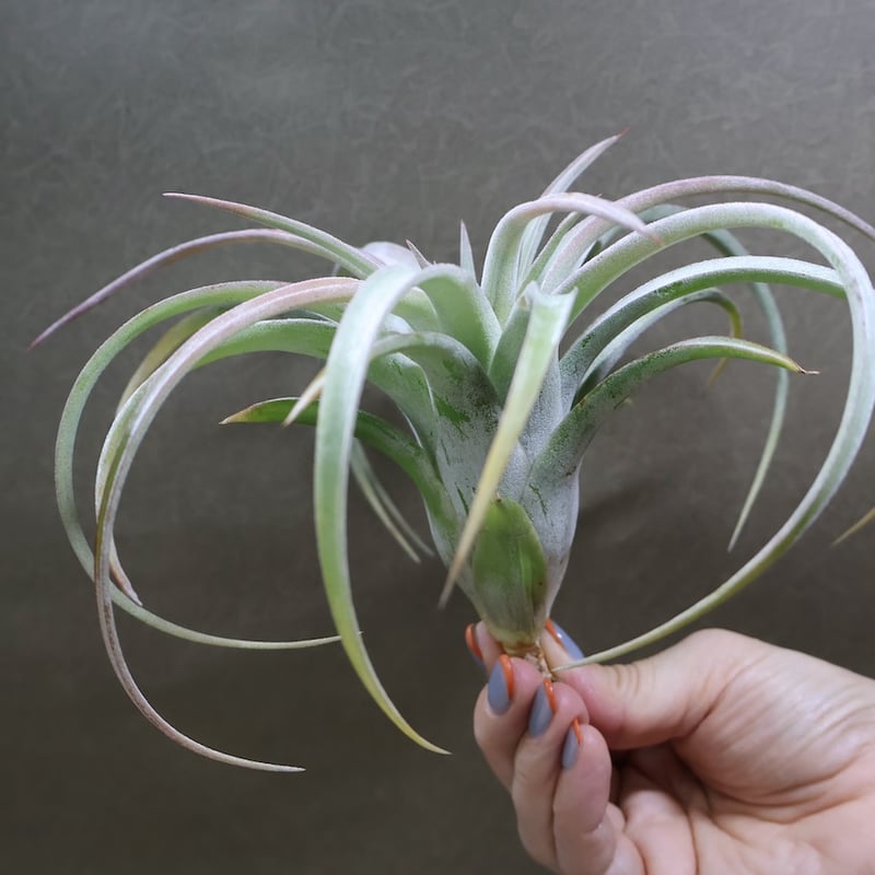 キセログラフィカ × イオナンタバンハイニンギー 06号 | air-plants