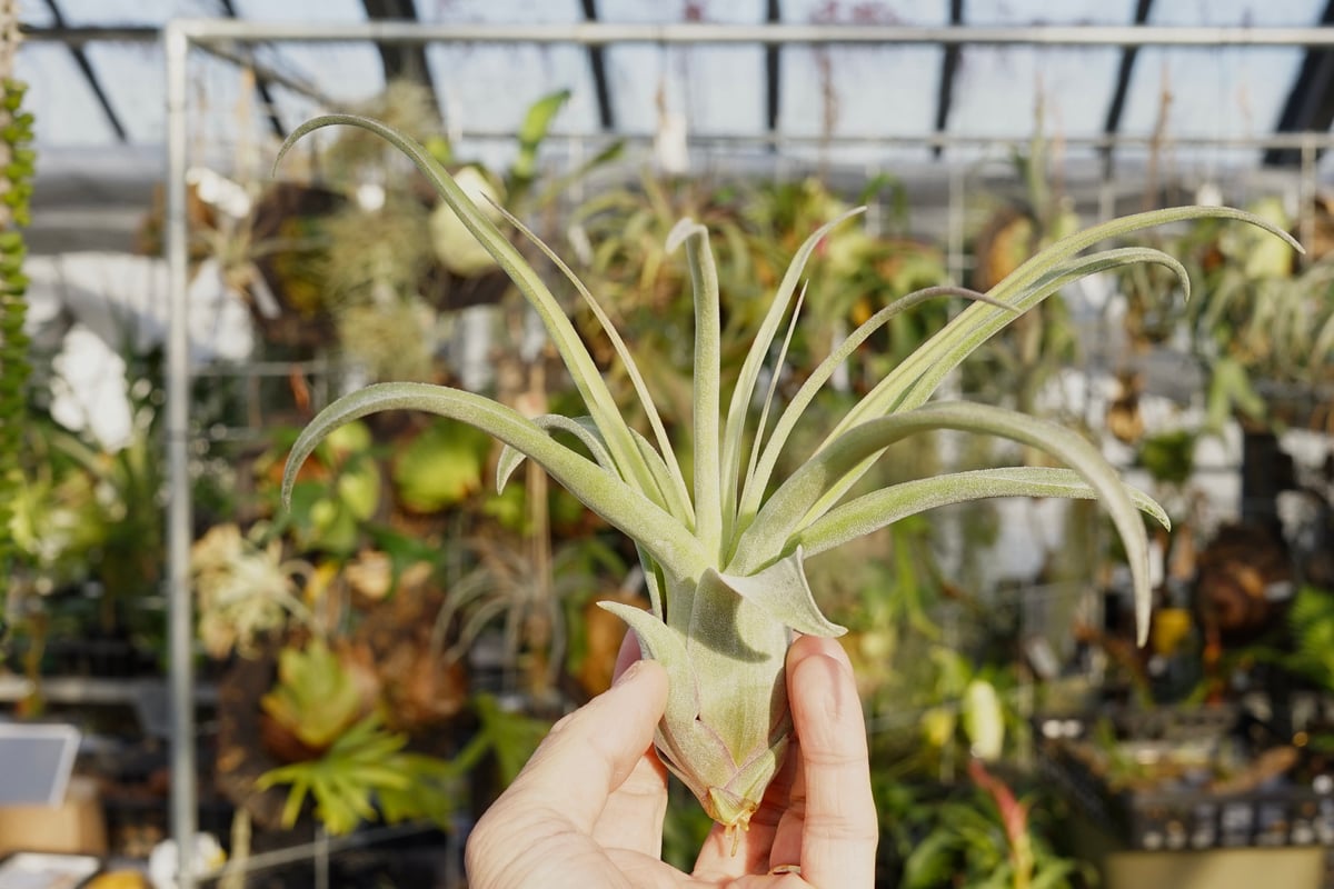 スタッフ特選】ストレプトフィラ 子株 C号 | air-plants TENGU-DO