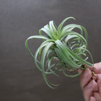 ベアコレアーレ × ハリシー 02号 | air-plants TENGU-DO