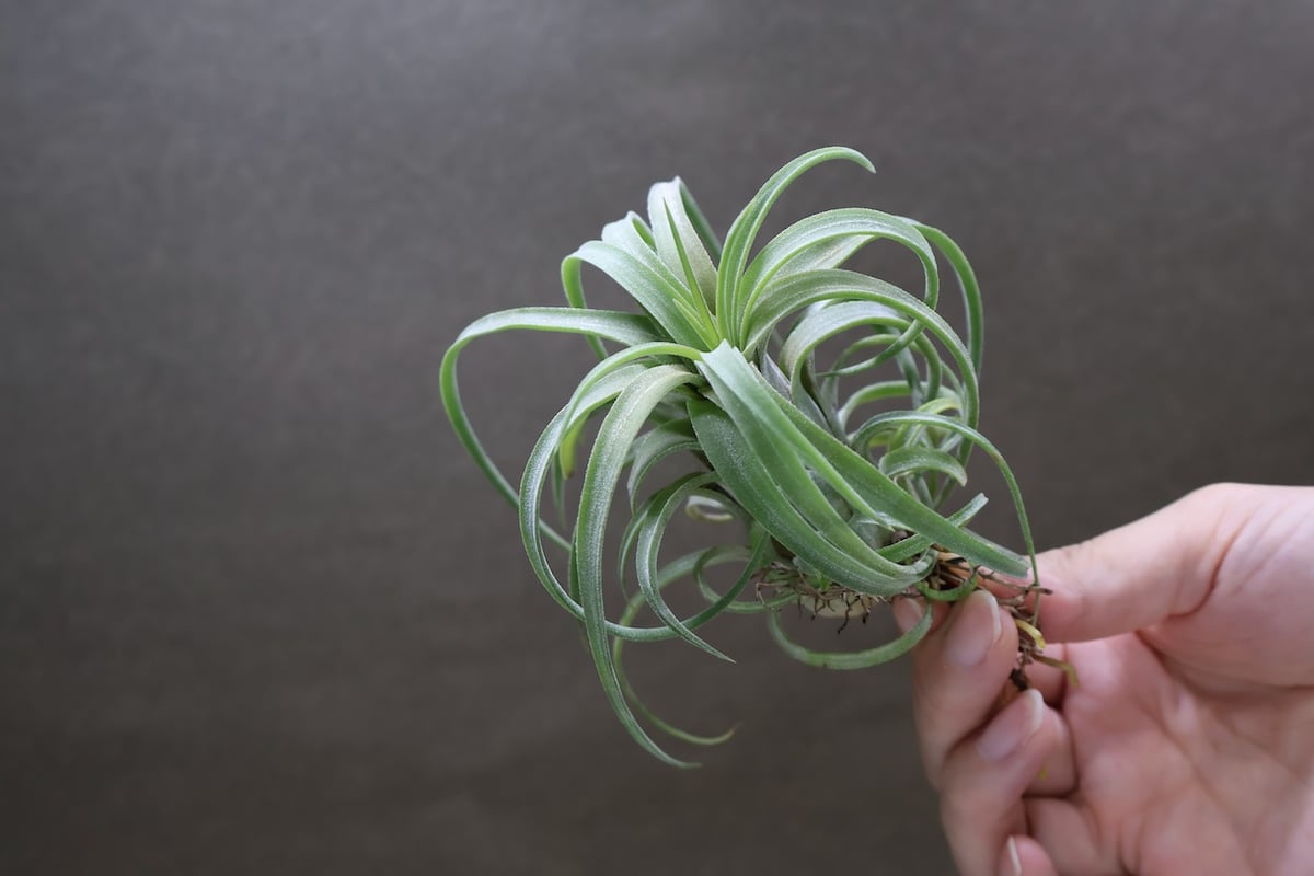 カーリースリム x イオナンタ ロン 01号 | air-plants TENGU-DO