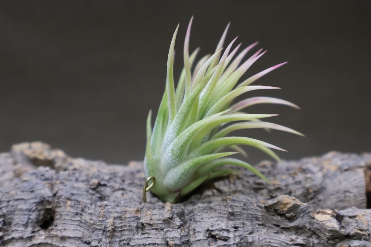 チランジア イオナンタ アルボマージナータ イオナンタ アルボマージナータ 特選49号 | air-plants TENGU-DO