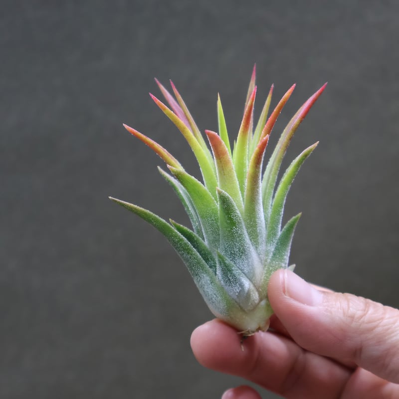 Frontier Plants】 【現品】チランジア・マヤントーテムポール T