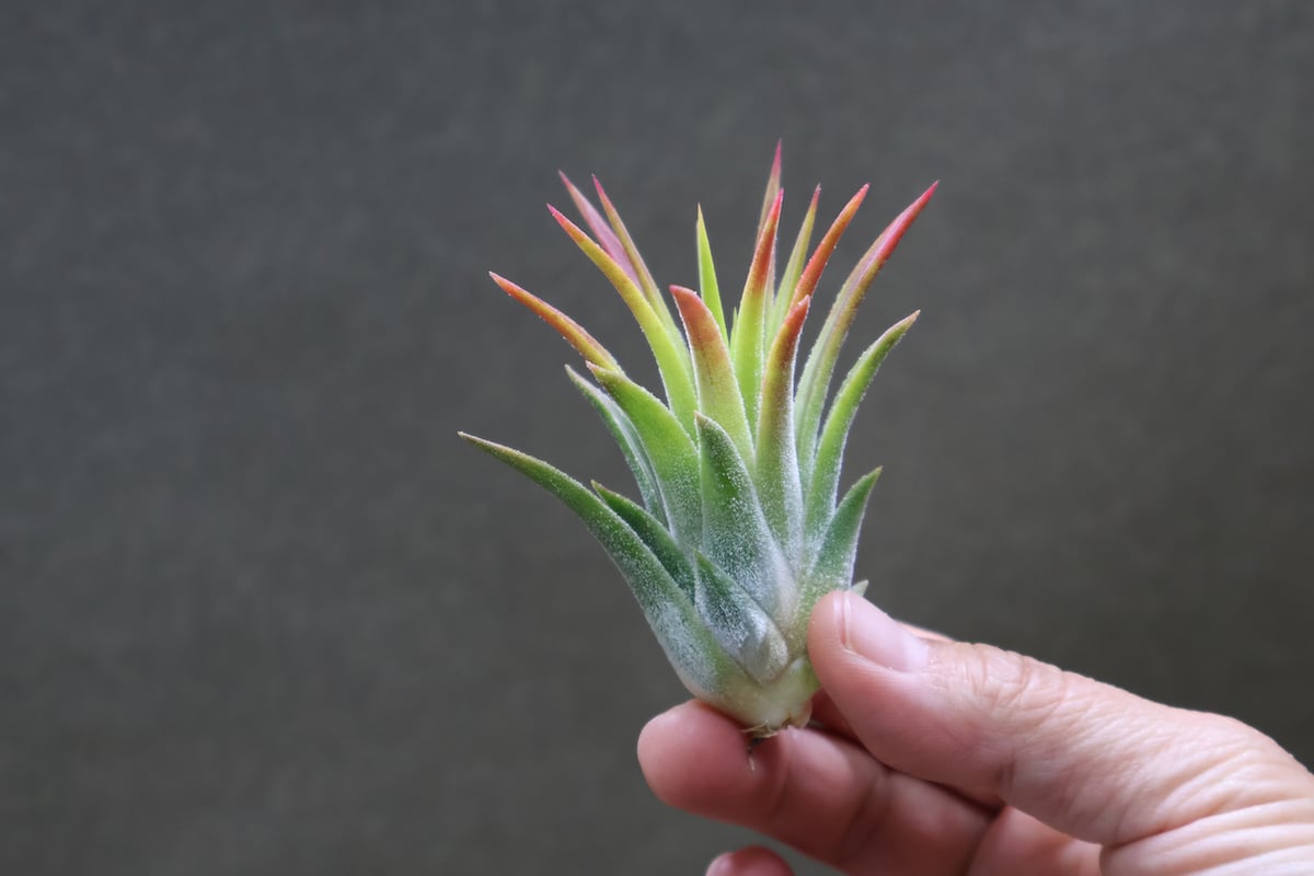 マヤントーテムポール Sサイズ06号 | air-plants TENGU-DO