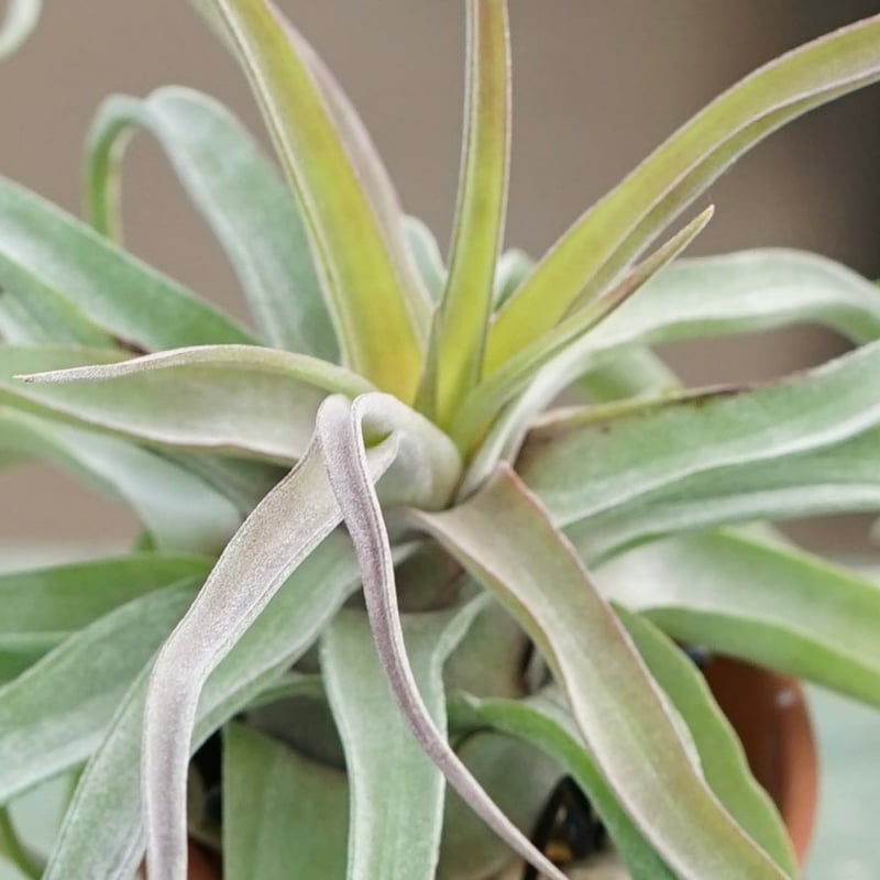 スタッフ特選】鉢に着生 ストレプトフィラ 子株 | air-plants TENGU-DO