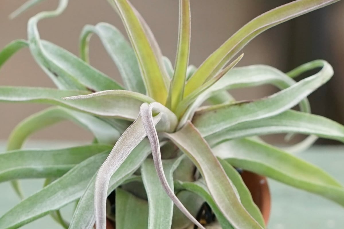 スタッフ特選】鉢に着生 ストレプトフィラ 子株 | air-plants TENGU-DO