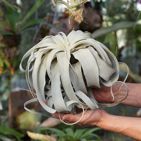 air-plants TENGU-DO