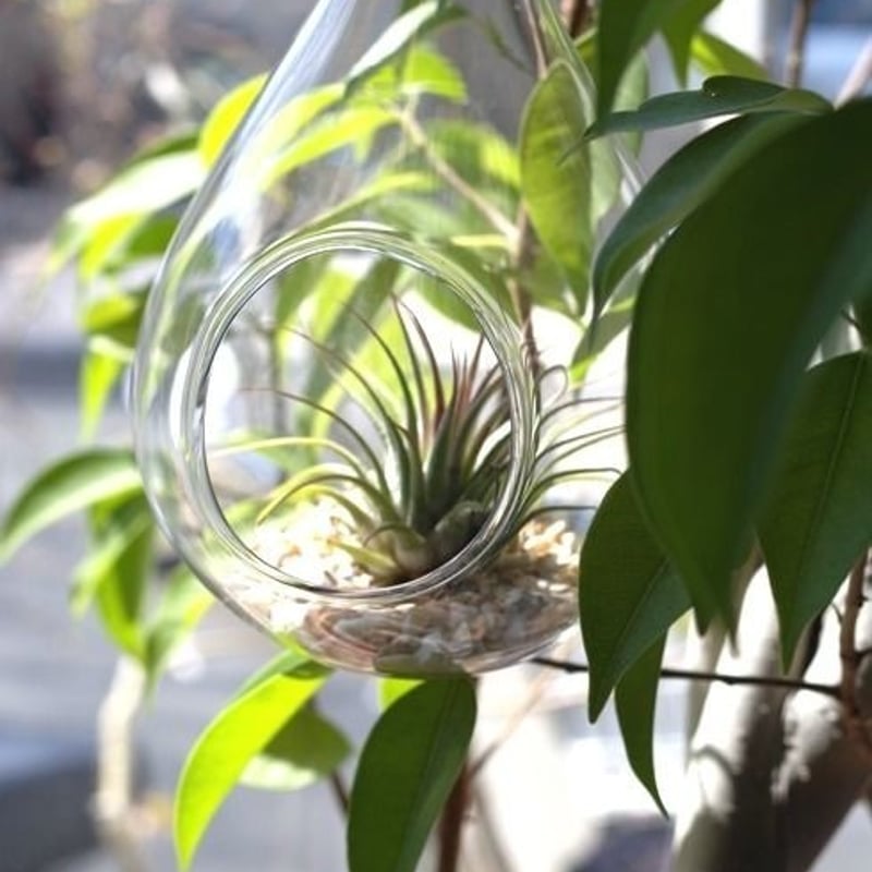 ガラスドロップ ×イオナンタ SET | air-plants TENGU-DO