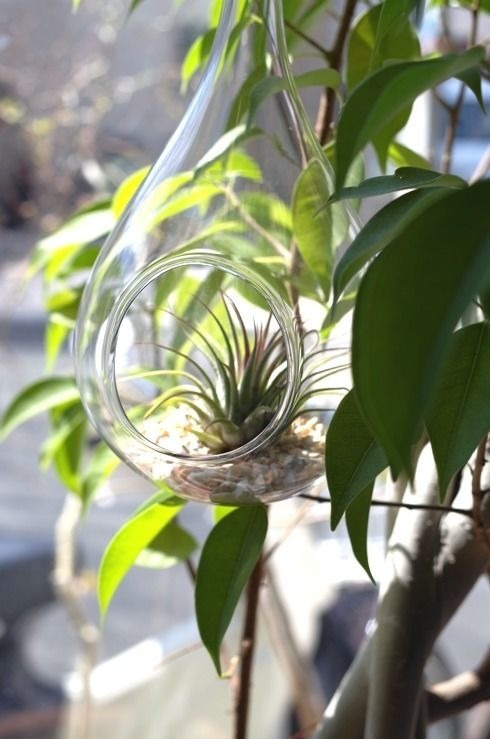 ★送無！新品！「アブラカダブラ」+「ガラスの植物園」 ガラスドロップ ×イオナンタ SET | air-plants TENGU-DO