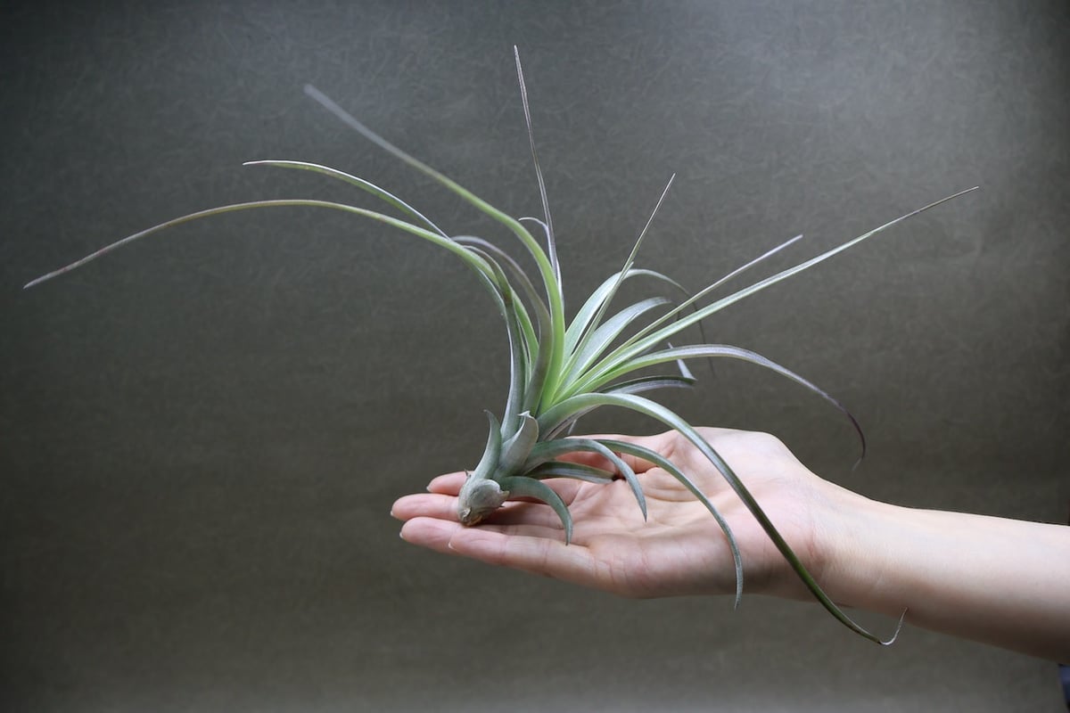 超希少❗️交配種❗️チランジア　ヘザーズブラッシュ （ブラキカウロス×エクセルタ）✨ ヘザーズブラッシュ（ ブラキカウロス × エクセルタ ）25号