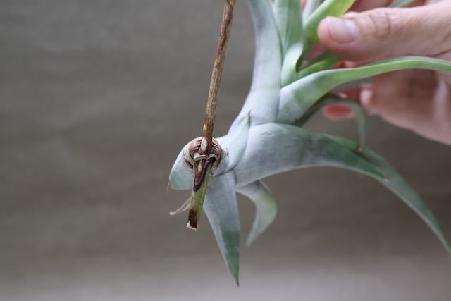 フレクスオーサ ヴィヴィパラ 14号 | air-plants TENGU-DO