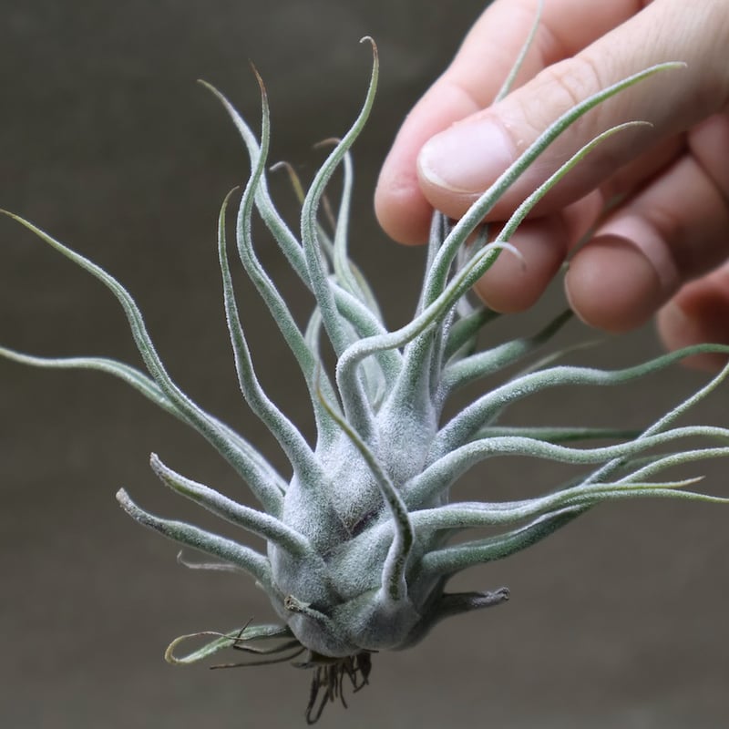 ティー／タイ （エーレルシアナ×ブルボーサ） 22号 | air-plants TENGU-DO