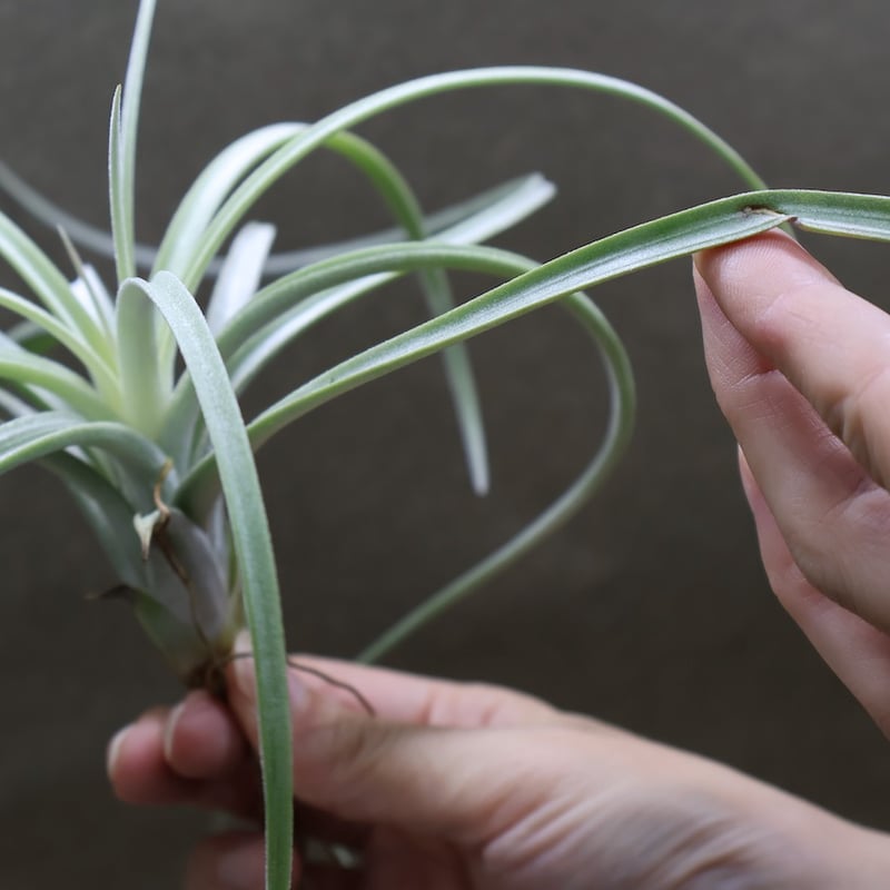 エアプランツ チランジア 超特大株 エクセルタ エアプランツ チランジア 超特大株 エクセルタ