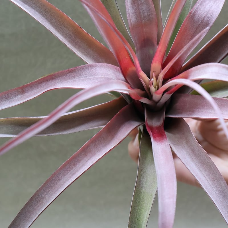 カピタータ オレンジ× ストレプトフィラ 07号 | air-plants TENGU-DO