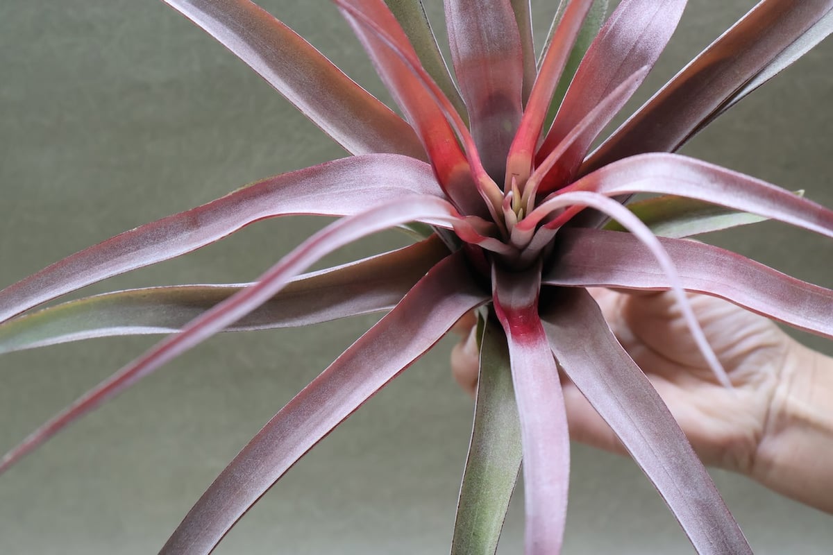 カピタータ オレンジ× ストレプトフィラ 07号 | air-plants TENGU-DO
