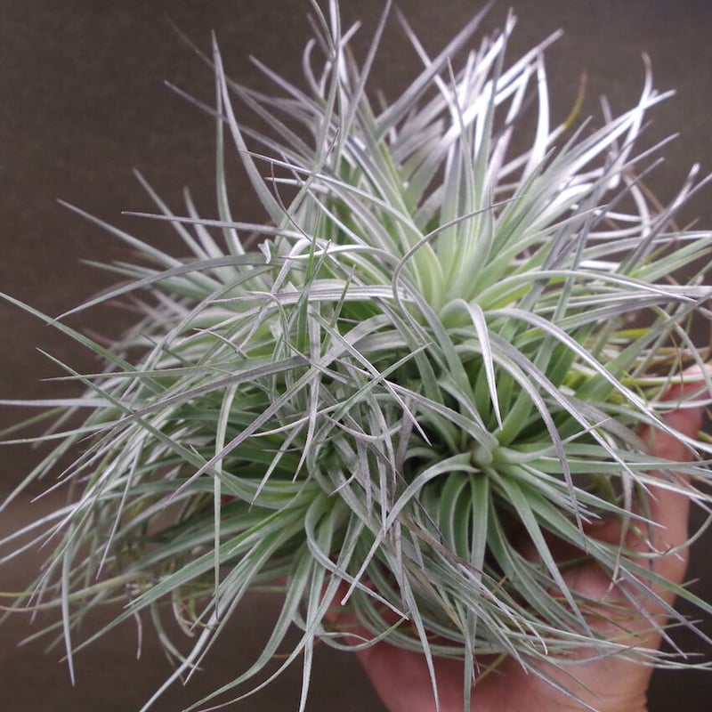 ギリエシークランプ　Tillandsia チランジア ギリエシー Tillandsia gilliesii 憧れのギリエシー